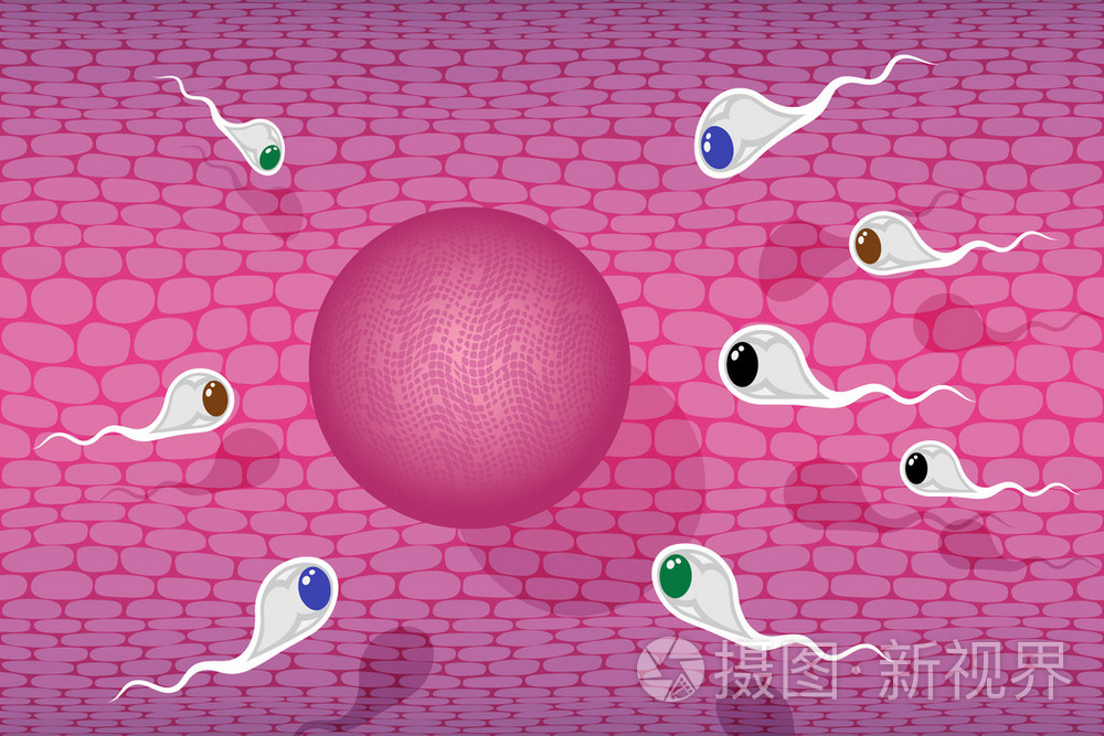 泰国试管婴儿怎么区分胚胎的质量